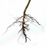 Які бувають кореневі системи рослин